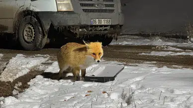 Bayburt'ta bir inşaat şantiyesinde bekçilik yapan adam, bir aydır tilkiyi besliyor