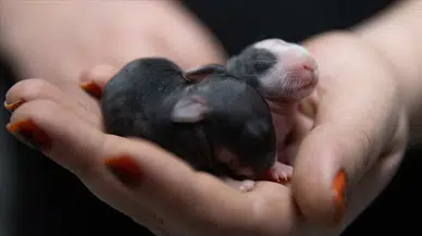 Başkentte 5 gündür süren "tavşan muamması" çözüm bekliyor