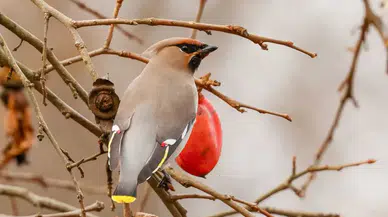 Doğu Karadeniz'de kuş gözlemcileri "ipekkuyruk" görüntüledi