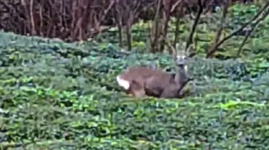 Karaca, Yiyecek Arayışında Çay Bahçesine İndi