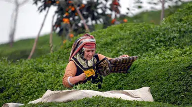 Japonlar Karadeniz Çayının Tadına Baktı!