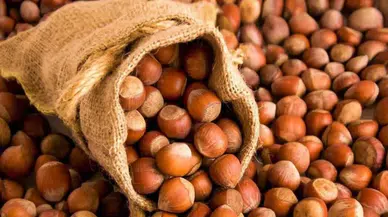 Trabzon Ticaret Borsası'nda Levant Kalite Fındık Fiyatları