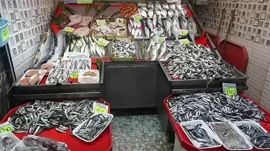 Av yasağı sonrası Marmara Denizi'nde hamsi bolluğu