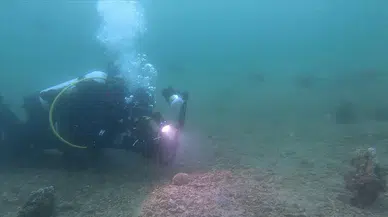 Erdek Körfezi'nde "denizlerin doğal filtresi" genç pinalara rastlandı