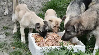 Beylikdüzü patili dostların yanında