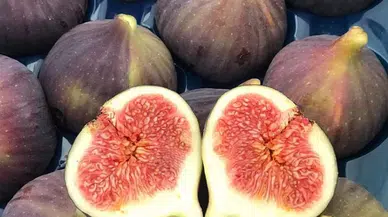 Bursa Siyahı AB tescili bekliyor