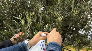 Muğla Milas'ta zeytine sahip çıkılıyor