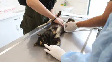 Sakarya'dan can dostlarına en iyi hizmet