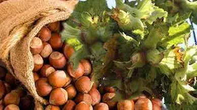 Trabzon Tarım ve Orman Müdürü fındık üreticilerini sigorta yaptırmaları konusunda uyardı