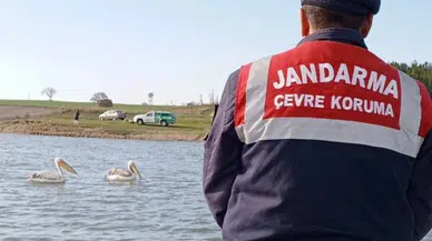 Edirne Jandarması, hasta ve yorgun pelikanları besledi