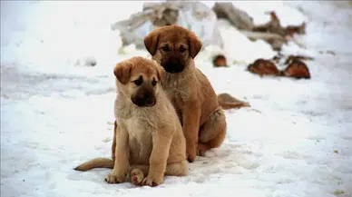 Sahipsiz köpek sorununda hızlı sonuç için kısırlaştırma değil "barınakla çözüm" önerisi