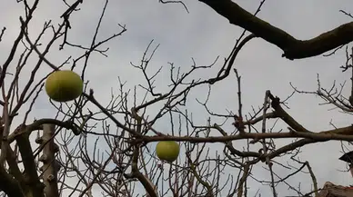 Erik ağacı kış mevsiminde meyve verdi