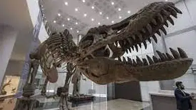 Erzurum Müzesi'nde Dev Mamut İskeleti Ziyaretçilerin Hayretini Topluyor