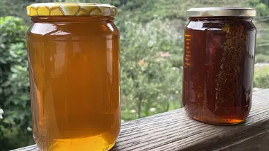 Türkiye 2023'te bal ihracatından yaklaşık 32 milyon dolar kazandı