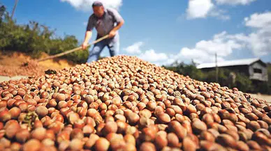 Doğu Karadeniz'in geçen yıl fındık ihracatı 1 milyar doları aştı