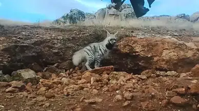 Bakan Yumaklı'dan fotokapanın görüntülediği çizgili sırtlan paylaşımı