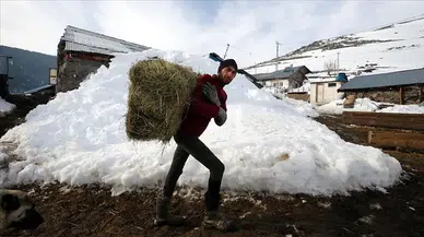 Besiciler çetin kış şartlarında hayvanlarını beslemek için zorlu mesaide