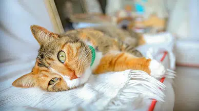 Kedisinden bulaştı! Hıyarcıklı veba teşhisi konulan kişi tedaviye alındı