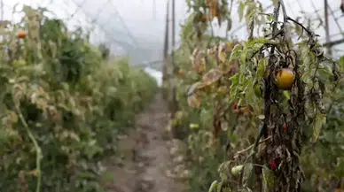 Antalya'da sağanakta zarar gören seralardaki ürünler çöpe dökülecek