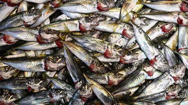 Trabzon'da istavritin 3 kilogramı 100 liradan satışa sunuluyor