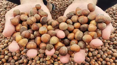 İklim krizi 'fındığı' da vurdu; rekoltede sert düşüş