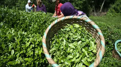 Rize'nin 11 aylık çay ihracatı 9,6 milyon doları aştı
