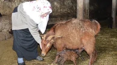 Erzurum'da Zorlu Kış Mevsimi Sonrası Doğan Kuzularla Mutluluk