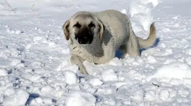 Doğu Anadolu'da akarsular dondu, çatılarda buz sarkıtları oluştu