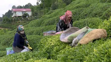 Çay’da ‘alternatif ucuz gübre’ tehlikesi