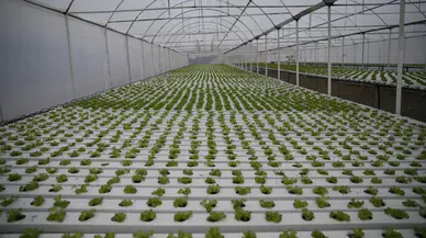 Rize'de topraksız tarımla marul üretimine başladılar