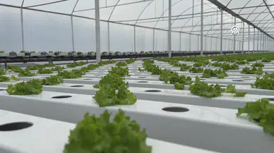 Rizeli iki arkadaş topraksız tarımla marul üretimine başladı