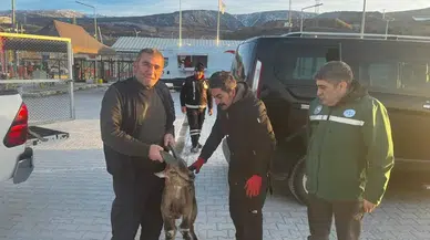 Erzincan'da yaralı bulunan yaban keçisi tedavisinin ardından doğaya bırakılacak