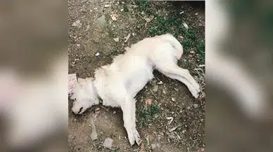 Zehirlendiği belirlenen 14 köpek telef oldu