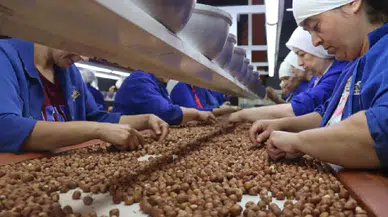 5 aylık fındık ihracatı 1 milyar doları aştı