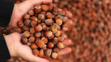 Fındık İhracatında Büyük Artış: Yeni Pazarlar Hedefleniyor