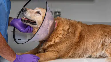 Köpekler kapalı ameliyatla kısırlaştırılmaya başlandı