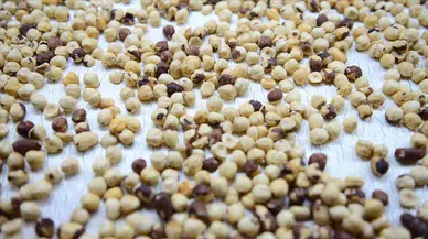 Karadeniz Fındık Piyasasında Hareketlilik: Fiyatlar Yükselişte