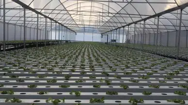 Kalkandere'de topraksız tarım tekniği uygulanıyor