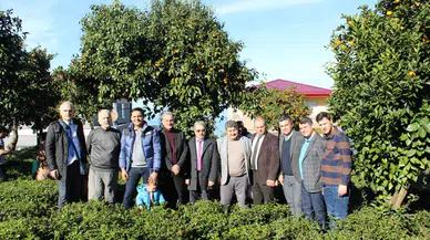 Derepazarı Kaymakamlığından mandalina toplama etkinliği