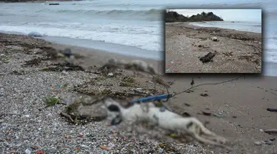 Giresun'da kan donduran görüntü: Sahilde çok sayıda köpek korkunç halde ölü bulundu