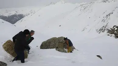 Rize'de dağ keçileri için Kaçkarlar'a yem taşındı