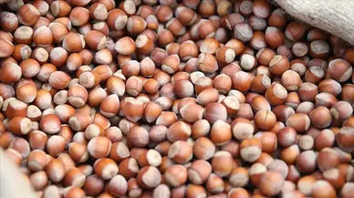 Trabzon'da fındık sektöründe ihracat kapasitesinin artırılması hedefleniyor