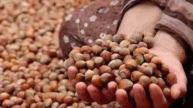 15 Mart 2024 Cuma serbest piyasa fındık fiyatları? 50 randıman fındık fiyatları! Serbest piyasa fındık fiyatları değişti...