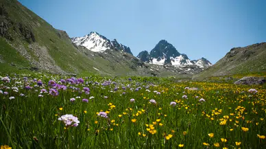 Rize'de Doğanın Mucizeleri: Ayder Yaylası ve Kaçkar Dağları Milli Parkı