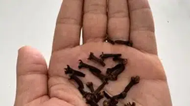 Birçok hastalığı önlediği bilinen karanfilin tedavide de potansiyel etkiye sahip olduğu ortaya kondu