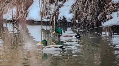 Karla kaplanan Erzurum, Ardahan, Kars ve Ağrı'da soğuk hava etkili