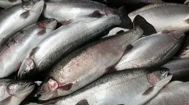 Doğu Karadeniz'in su ürünleri ihracat geliri 2 ayda yüzde 26 arttı