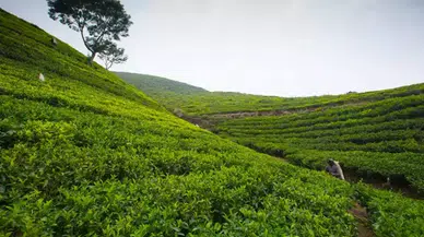 Rize'nin Neyi Meşhur? Rize'nin En Meşhur Yemekleri Ve Alınabilecek Hediyelikler
