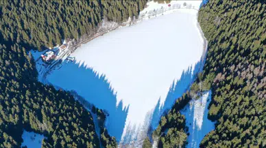 Artvin'de ladin ağaçlarının kurumasına neden olan sekiz dişli kabuk böceğiyle mücadele