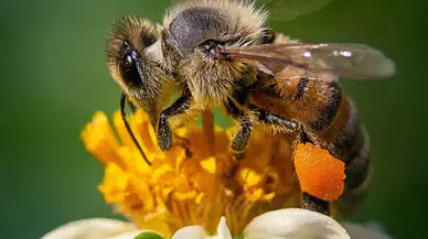 Arı sokmasına ne iyi gelir? Her evde bulunan malzemeler ile arı sokmasına tedavi yöntemleri